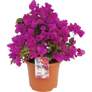 Květináč Bugenvilea FloraSelf Bougainvillea sanderiana 'Renate' výška 35 cm květináč Ø 19 cm