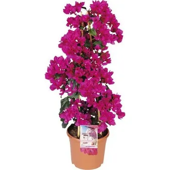 Květináč FloraSelf Bugenvilea Sanderiana průměr 23 cm lila
