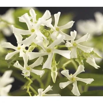 Květináč Jasmínovník vonný FloraSelf Trachelospermum jasminoides výška cca 75 cm květináč 4 l