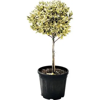 Květináč Brslen japonský na kmínku FloraSelf Eunonymus japonicus 'Bravo' kmínek 45 cm květináč 15 l