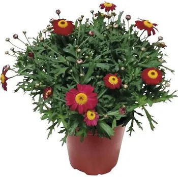 Květináč Kopretinovec dřevnatý FloraSelf Chrysanthemum frutescens výška 10-15 cm květináč Ø 14 cm červený