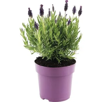 Květináč Levandule smilovitá FloraSelf Lavandula stoechas 'Anouk' 20-25 cm Ø 15 cm květináč lila 1 ks