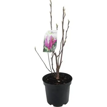Květináč Magnólie FloraSelf výška 30-40 cm květináč 3 l 1 ks, různé odrůdy