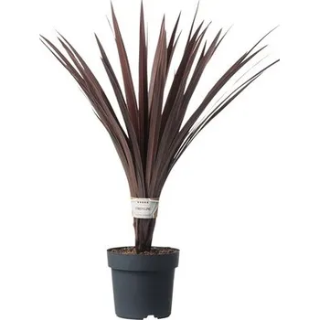 Květináč Dračinka jižní Cordyline australis výška 20-30 cm květináč Ø 17 cm