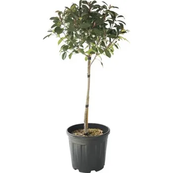 Květináč Blýskalka na kmínku FloraSelf Photinia fraseri 'Red Robin' výška kmene 45 cm květináč 15 l