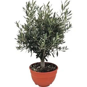 Květináč Olivovník evropský FloraSelf Olea europaea 20-40 cm květináč Ø 25 cm