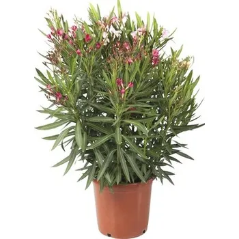 Květináč Oleandr Tricolor FloraSelf Nerium oleander výška 40-60 cm květináč Ø 25 cm