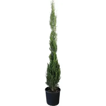 Květináč Cypřiš stálezelený FloraSelf Cupressus sempervirens 'Stricta' výška 125-150 cm květináč 12 l