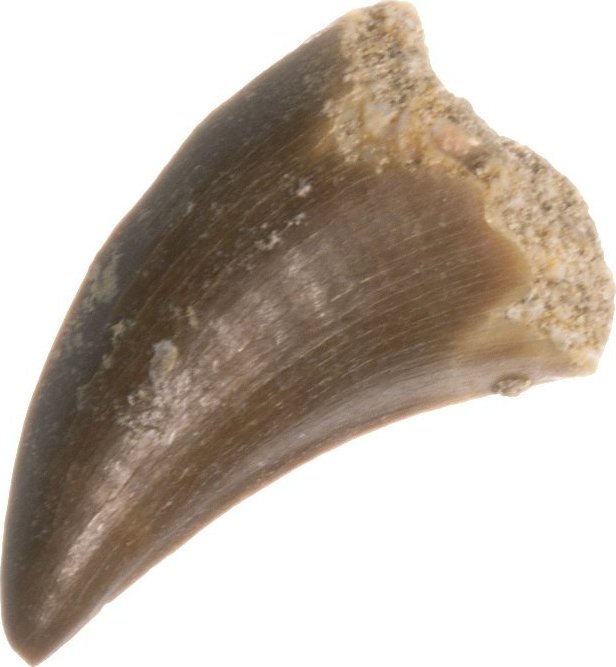 Mosasaurus, fosilní zub