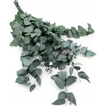 umělá květina Eukalyptus Cinerea - Stabilizovaný eukalyptus - Popelavý - Zelený