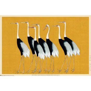 Obraz Plakát Jeřáb mandžuský - plakát bez rámu 91,5 x 61 cm