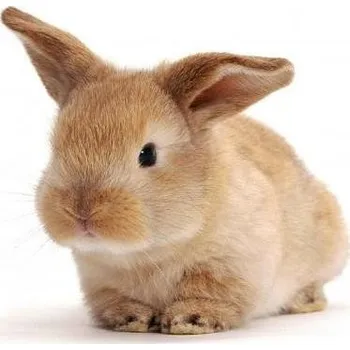 Pohlednice 3D - Králík