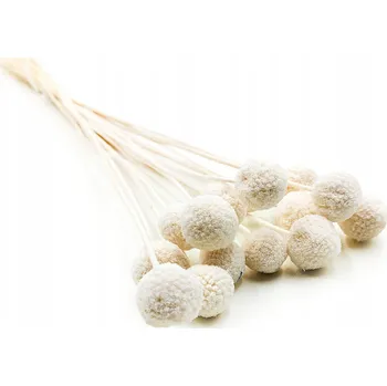 umělá květina Kraspedia Sušená (Craspedia Natural Extra) - Bělená - kytice 15 ks