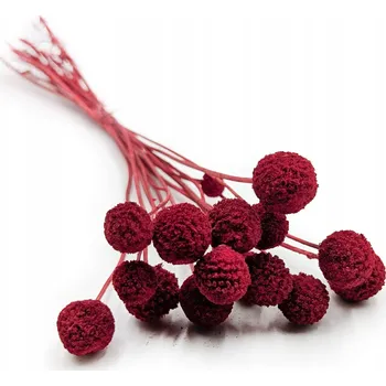 umělá květina Kraspedia Sušená - (Craspedia Extra) - Červená - kytice 15 ks