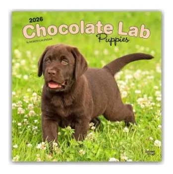 Diář Chocolate Labrador Retriever Puppies - Braune Labrador Retriever Welpen 2026 - 16-Monatskalender (EN)