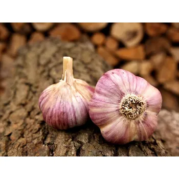 Sazenice Česnek sadbový Havran (fialovo-bílý, ozimý, paličák) 3 - 4 cibule