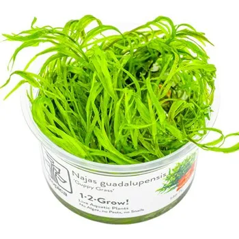 Akvarijní rostlina Tropica Najas guadalupensis 'Guppy Grass' 1-2 Grow!