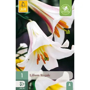 Sazenice 852169/8306 Lilie Regale 1ks