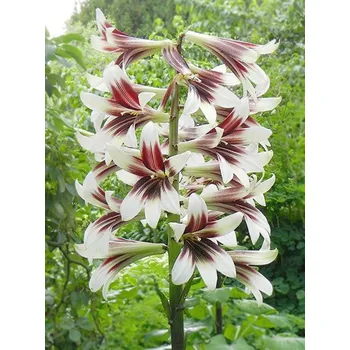 Cibulovina Křínovec Himalajská lilie 1 ks