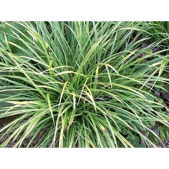 Sazenice Ostřice japonská 'Variegata' - Carex morrowii 'Variegata' Balení: kontejner p12