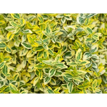 Sazenice Brslen japonský 'Ovatus Aureus' Balení: kontejner p9