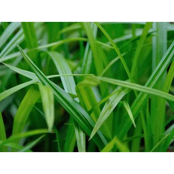 Sazenice Ostřice japonská 'Irish Green' - Carex morrowii 'Irish Green' Balení: kontejner p12