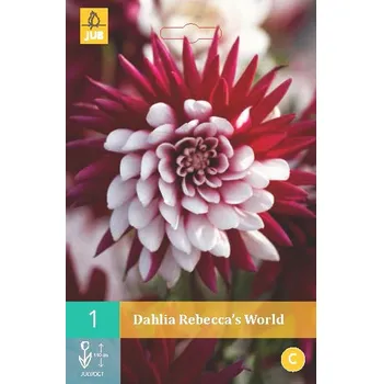 Cibulovina Jiřina Rebecca´s World (1 hlíza) Cactus