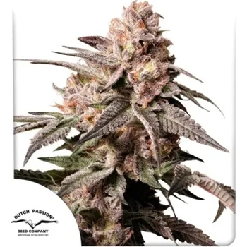 Semeno Dutch Passion - Slush Mint Cake 3 ks