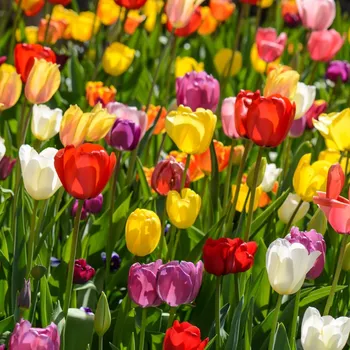 Semeno Směs tulipánů - Tulipa mix - cibule tulipánu - 15&nbsp;ks
