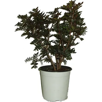 Sazenice Pistácie Lentiscus - pistáciovník velký 14-17 cm