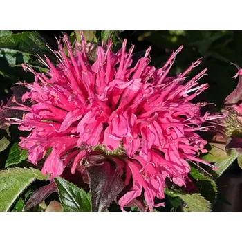 Zavinutka SUGAR BUZZ® 'Bubblegum Blast' PBR - Monarda didyma SUGAR BUZZ® 'Bubblegum Blast' PBR Balení: kontejner p12 Monarda didyma SUGAR BUZZ® ´Bubblegum Blast' PBR