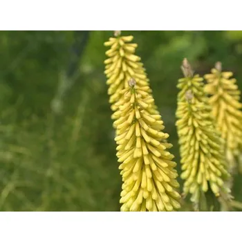 Sazenice Mnohokvět 'Green Jade' - Kniphofia 'Green Jade' Balení: kontejner C1,5