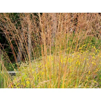 Sazenice Bezkolenec rákosovitý 'Karl Foerster' - Molinia arundinacea 'Karl Foerster' Balení: kontejner p12