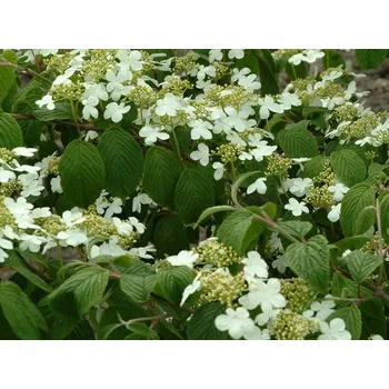 Sazenice Kalina japonská f. tomentosum Balení: kontejner p9