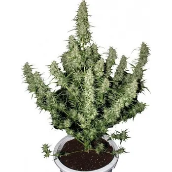 Semeno Buddha Seeds Magnum Auto Balení: 1ks