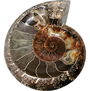 Exkluzivní miska z amonitu – leštěná fosilie 16 cm, 642 g | Amonitová dekorace