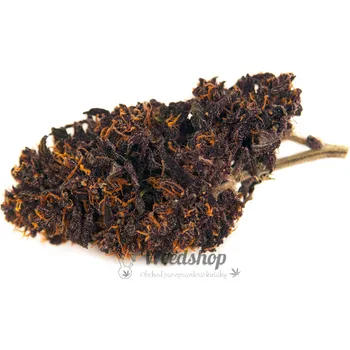 CBD CBD konopí - Auto Blackberry Kush - Weedshop - 0,3 % THC Váha: 1 g