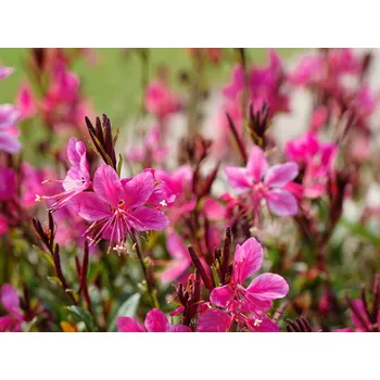 Sazenice Svíčkovec lindheimeri 'Flamingo Pink' kontejner p12