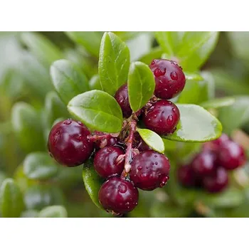 Sazenice Brusinka velkoplodá 'Stevens' Balení: kontejner p9