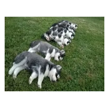 Puzzle Husky Welpen - 1.000 Teile (Puzzle) (DE)