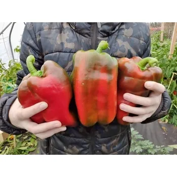 Zelenina Sazenice Meika