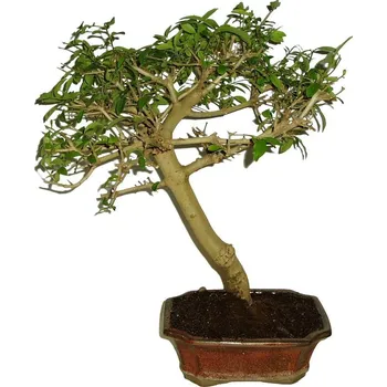 Sazenice Ligustrum sp. ptačí zob 615