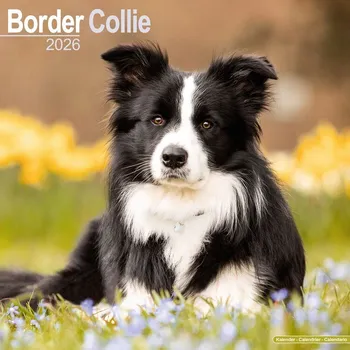 Kalendář Kalendář 2026 Border Collie