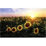 LED osvětlený nástěnný obraz Slunečnicové pole - textil, 30x40 cm Barva: Žlutá