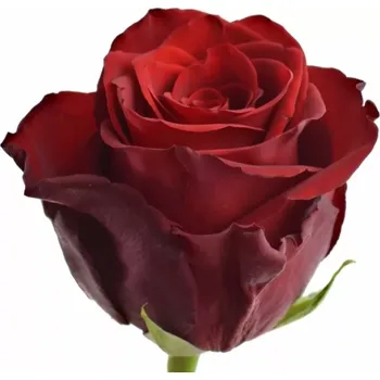 umělá květina Červená růže EXPLORER 70 cm (XXL) EQ