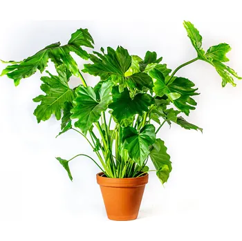 Philodendron Mix, průměr 15-17 cm - Zachraň Kytku Filodendron