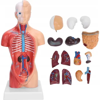 Obraz Model model lidského trupu Kgedon 28 cm