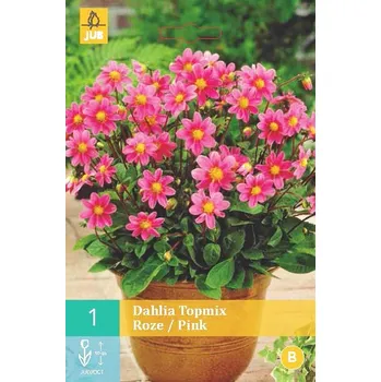 Cibulovina Jiřina Topmix Pink (1 hlíza) Topmix