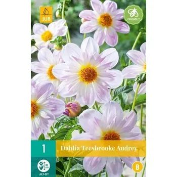 Cibulovina Jiřina Teesbrooke Audrey (1 hlíza) Collarette