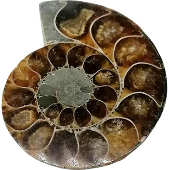 Přírodní kámen Zkamenělina amonita – fosilie z Madagaskaru, 33 g | Přírodní amonit